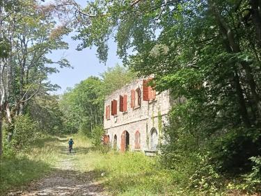 Colchiques dans les prés 