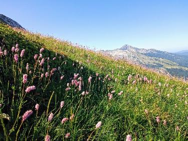 Combo parapente / famille dans le Vercors