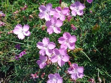 Combo parapente / famille dans le Vercors