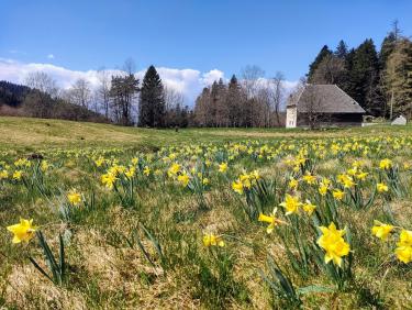 Comment j&apos;ai perdu les pédales 