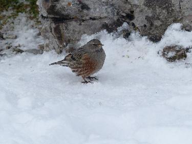 Compagnon pour le repas