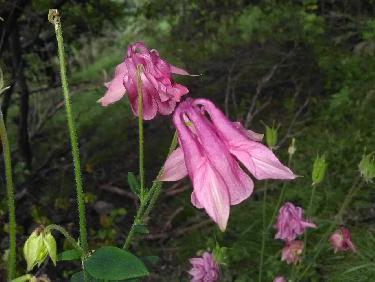 Conditions pasifiques !