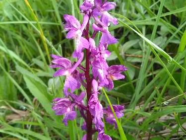 Des OrchidÃ©s par milliers 