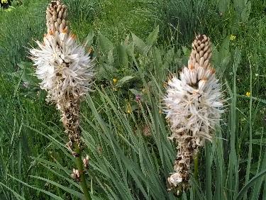 J'aime les AsphodÃ¨les !