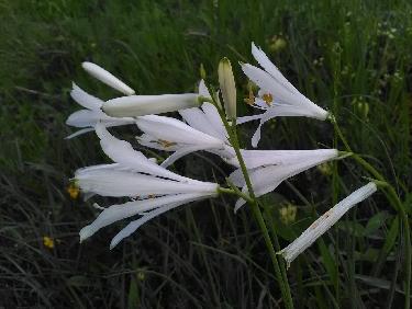 Royal Lys ImmaculÃ©