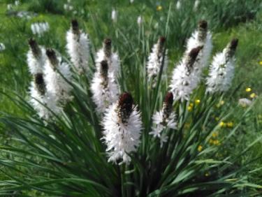 Troublant bouquet d'AsphodÃ¨les