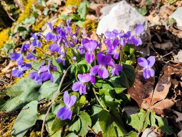 Conditions printanières