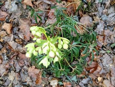 Coup de poker à Montlambert