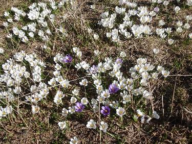 courant d'air sur un matelas de crocus 