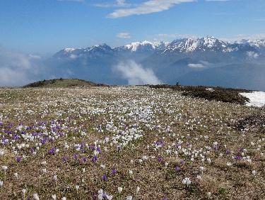 courant d'air sur un matelas de crocus 