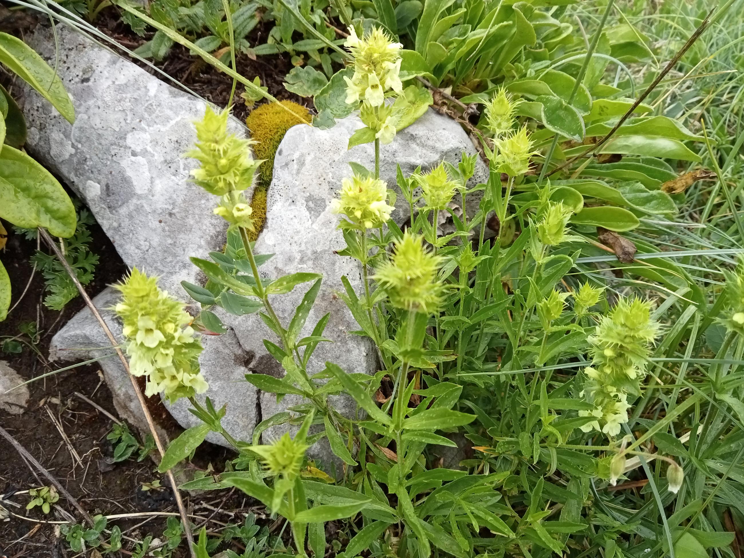 Crapaudine à feuilles d'hysope