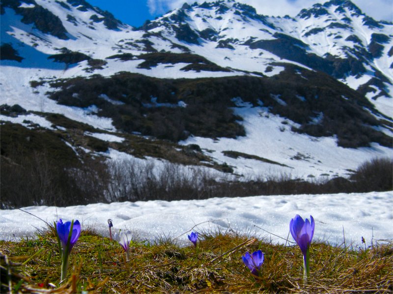 crocus