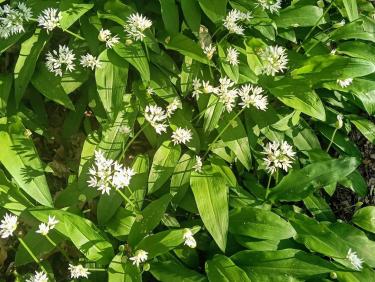 Cueillette de Respounchous 