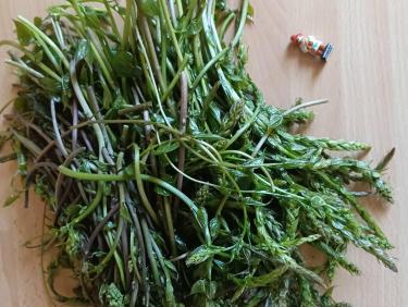 Cueillette de Respounchous  (Le Pal de Fer)