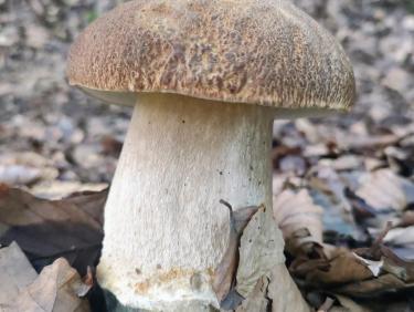 Cueillette miraculeuse 