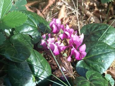 Cyclamens 