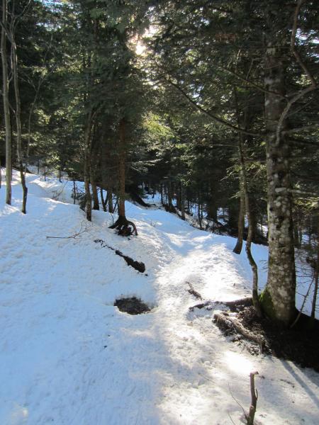 Dans la forêt