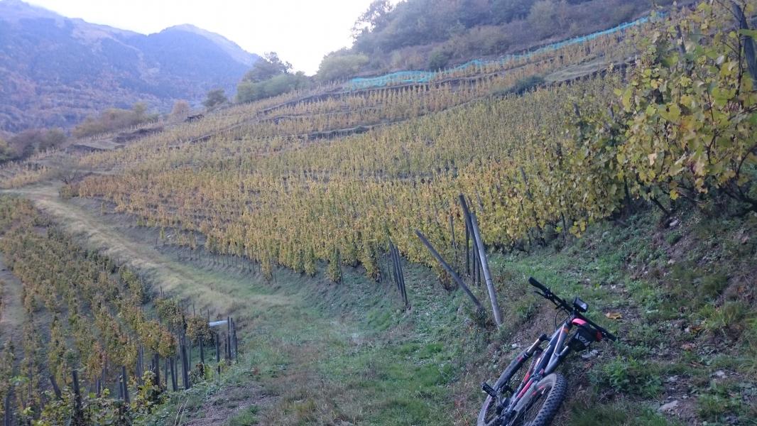 Dans le vignoble