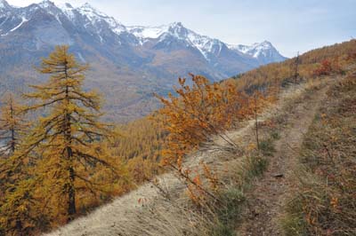 Dans les mélèzes entre Puy St André et Ratière