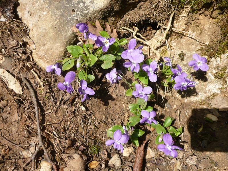 De jolies petites violettes