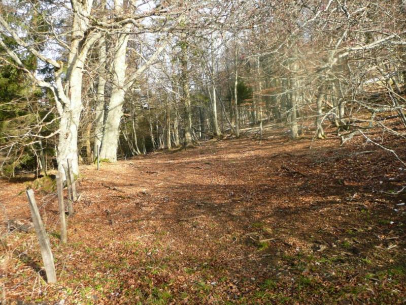 Derniers sous-bois avant la prairie