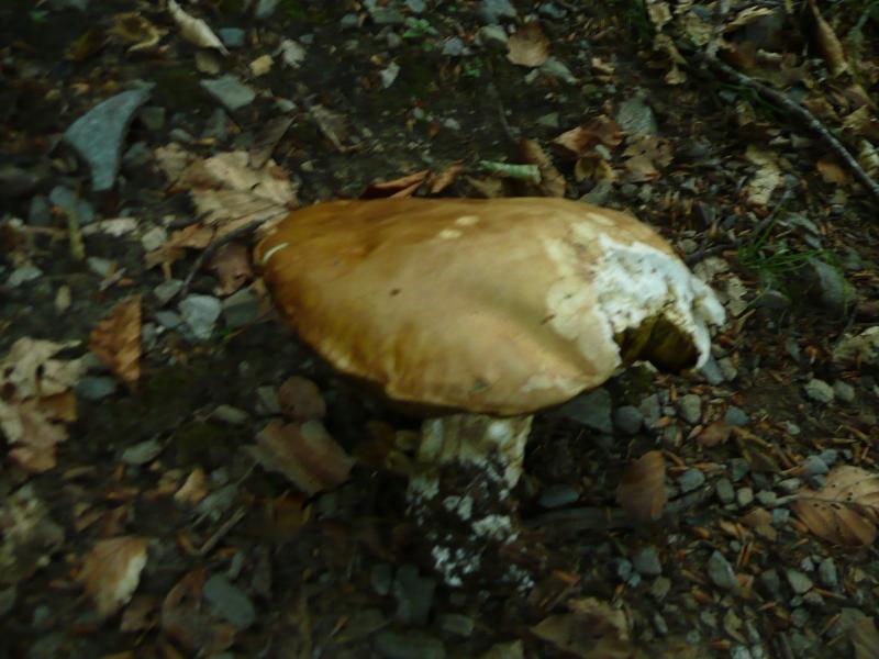 Des cèpes en masse mais comme du carton !