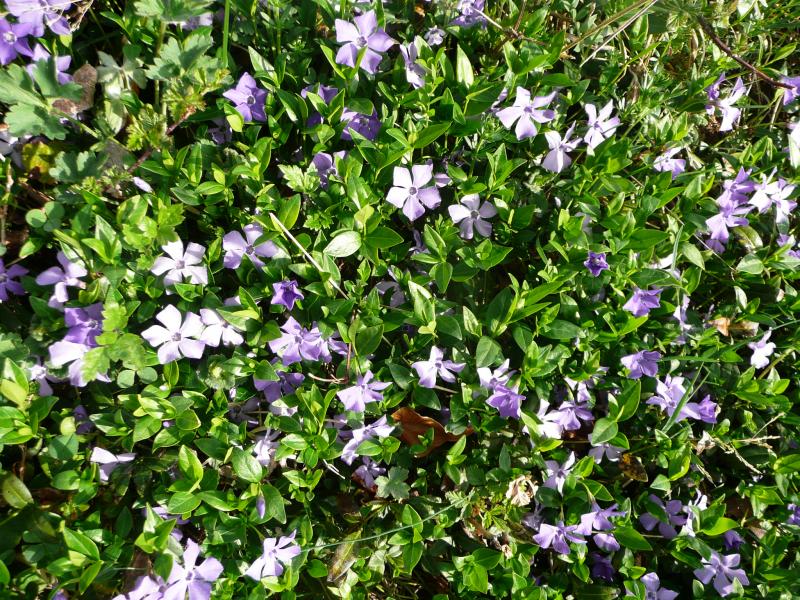 Des champs entiers de cette petite fleur bleue