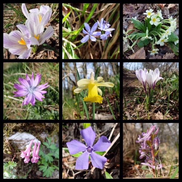 Des petites fleurs a foison