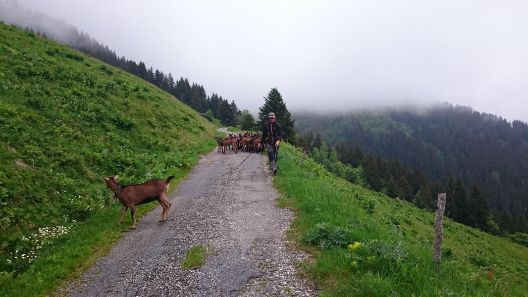 Descente avec les biquettes