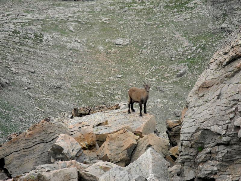 Descente de l'arête sous surveillance