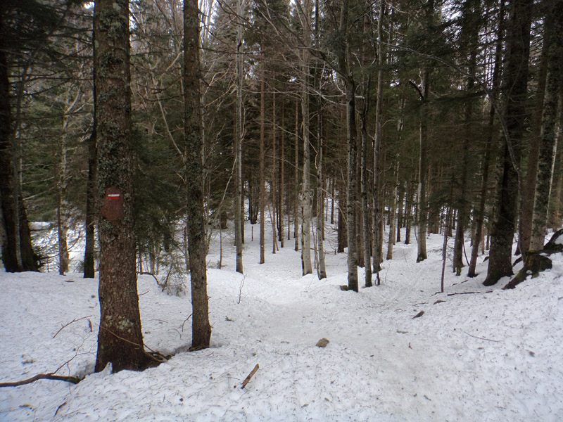Descente en forêt.