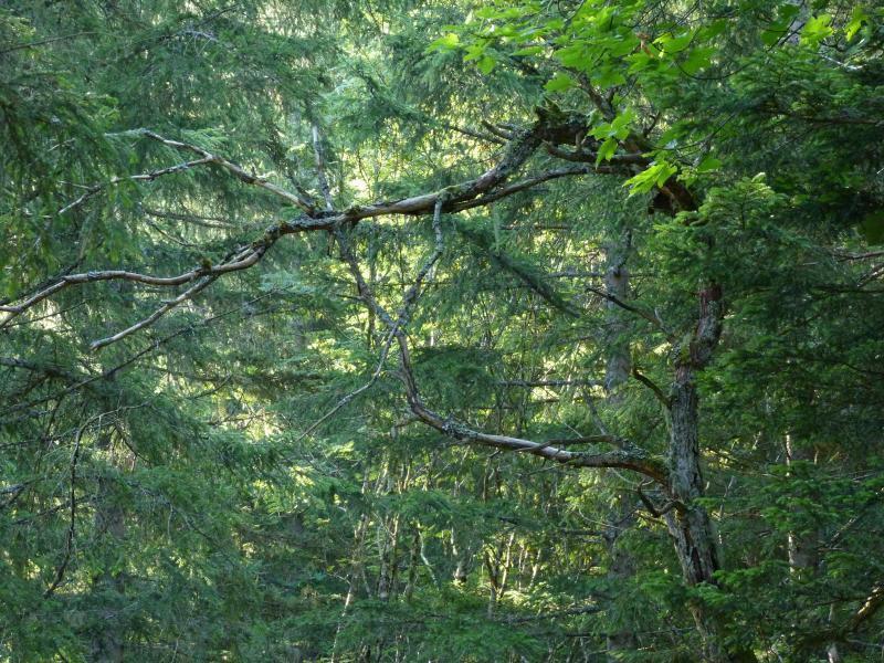 Drôle d'oiseau