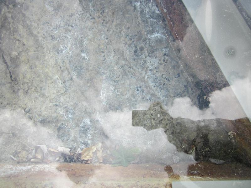 dalle aux ammonites