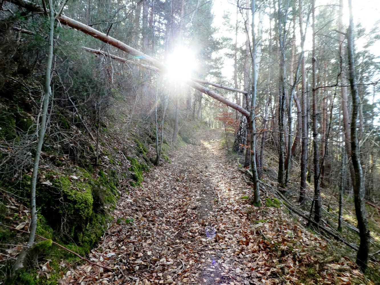 Dans la montÃ©e du Mont Fracelier