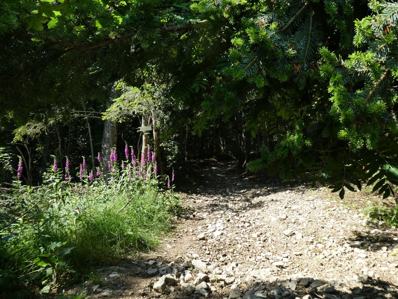 Dans la montÃ©e