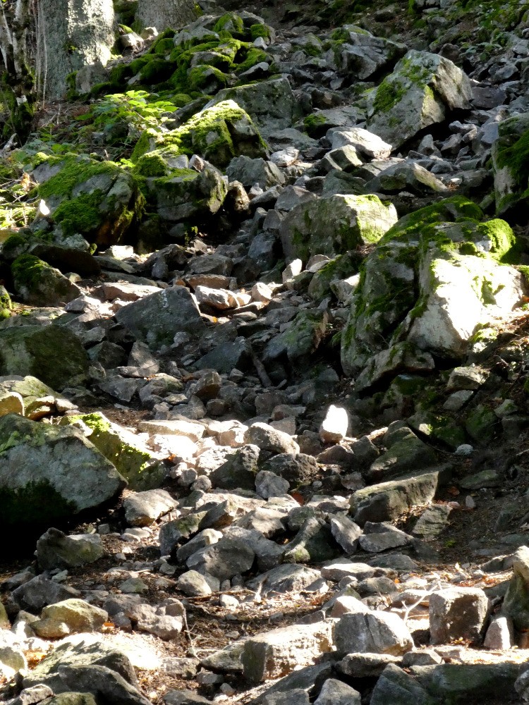 Dans la montÃ©e