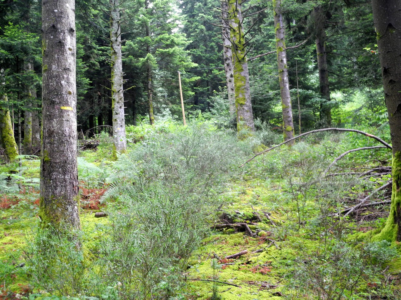 Dans les Bois Noirs, plus de trace...