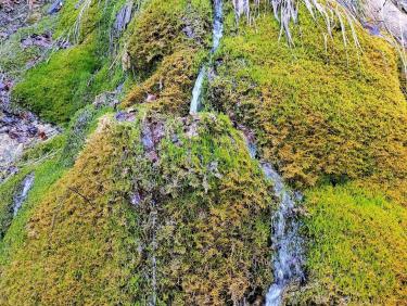 Dans la trace des sanglochons