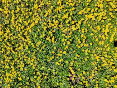 Dans la trace des sanglochons