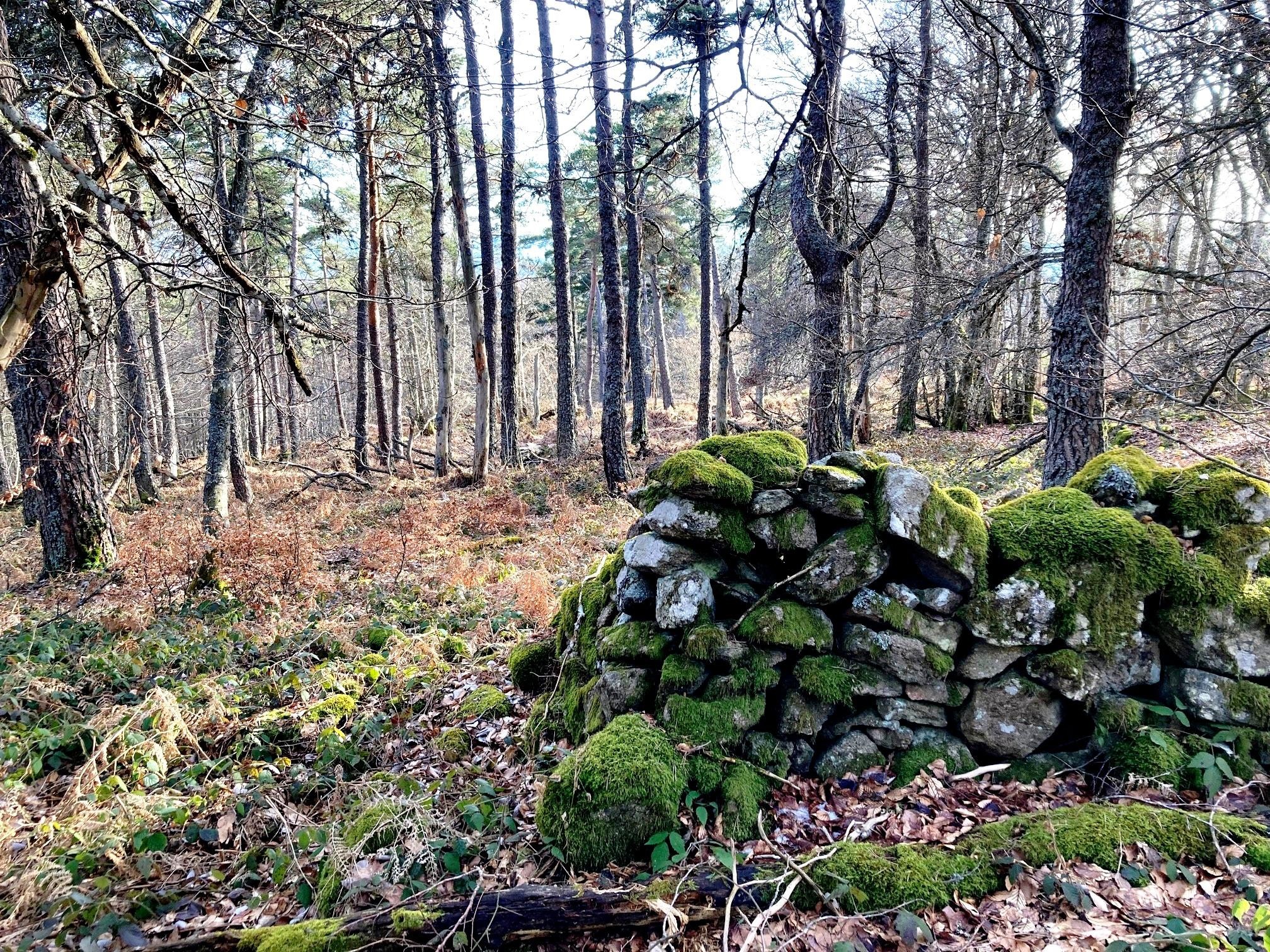 Dans le Bois de l'Arrivée