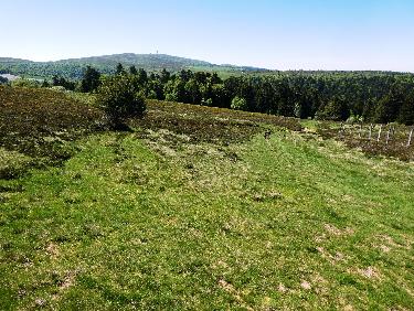 Débouché de la vallée (dans les sapins) sur le haut-plateau