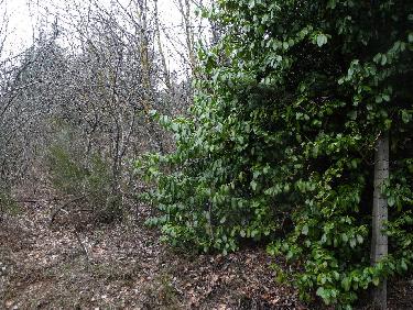 DÃ©but de la montÃ©e le long de la clÃ´ture...