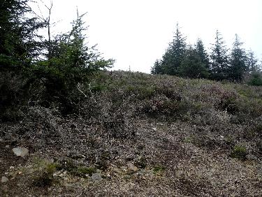 DÃ©but de la montÃ©e par les genÃªts