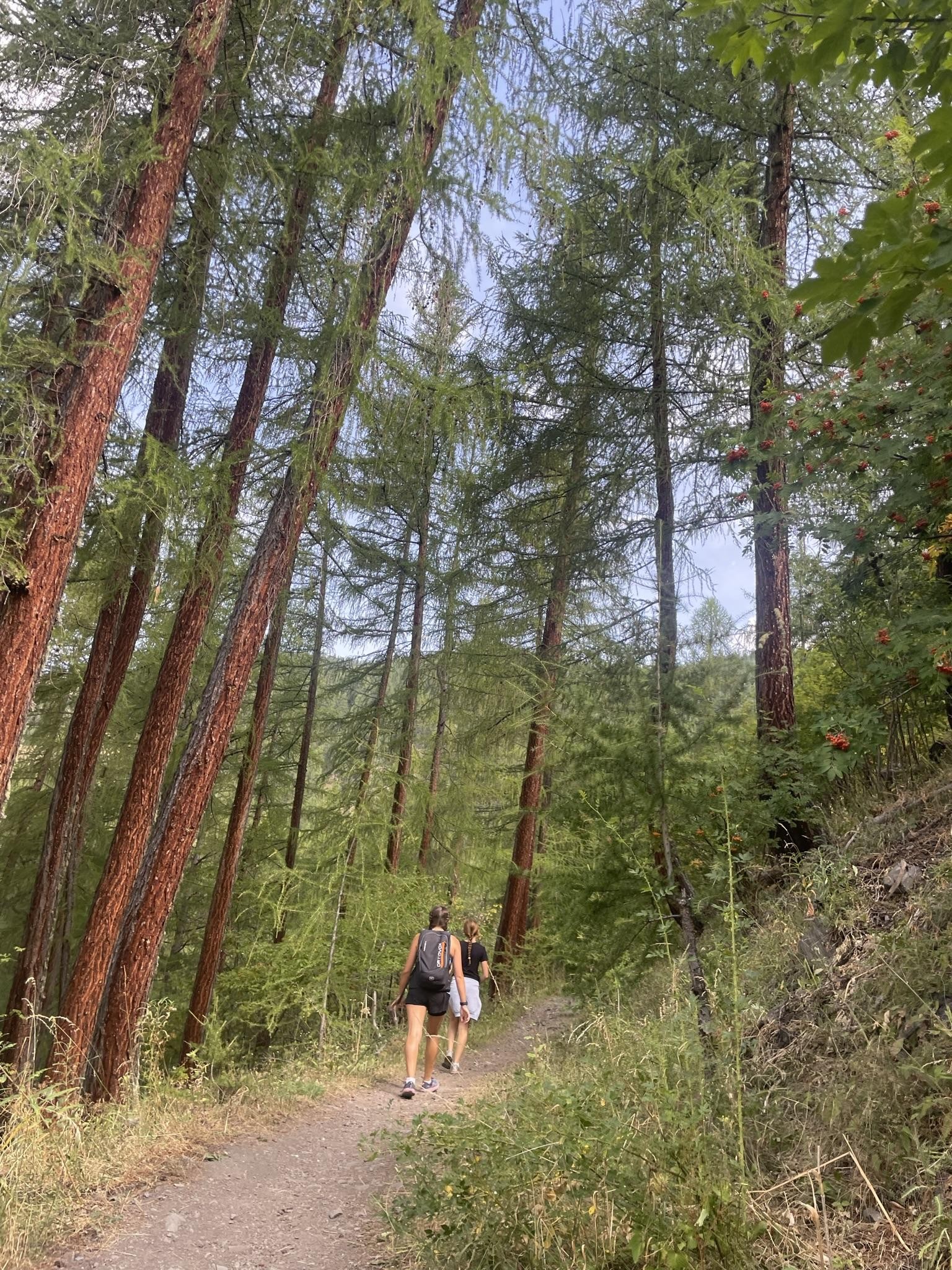 Début de montée dans les mélèzes