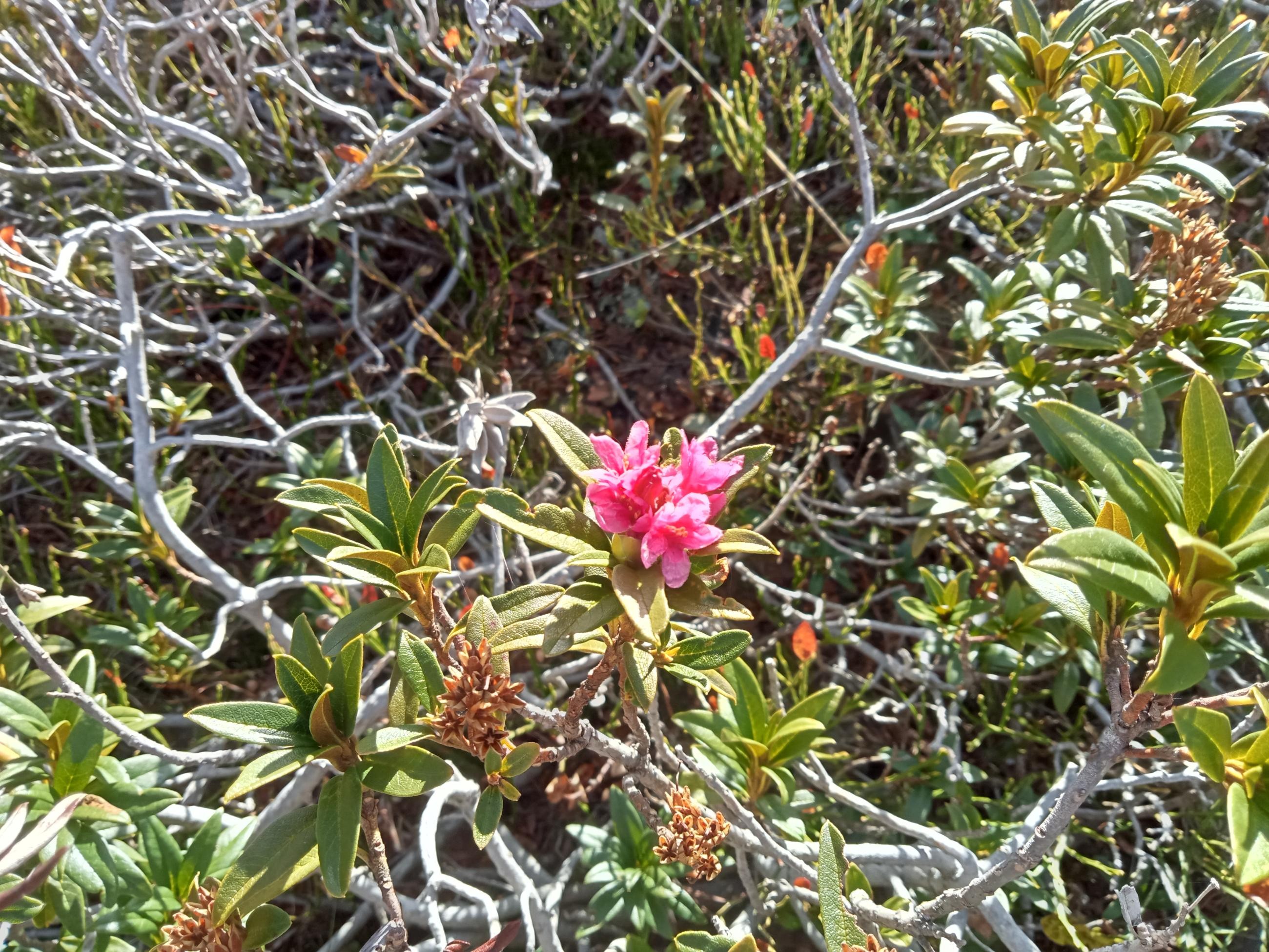 Dent du Pra et Cime de la Jasse par l'arête