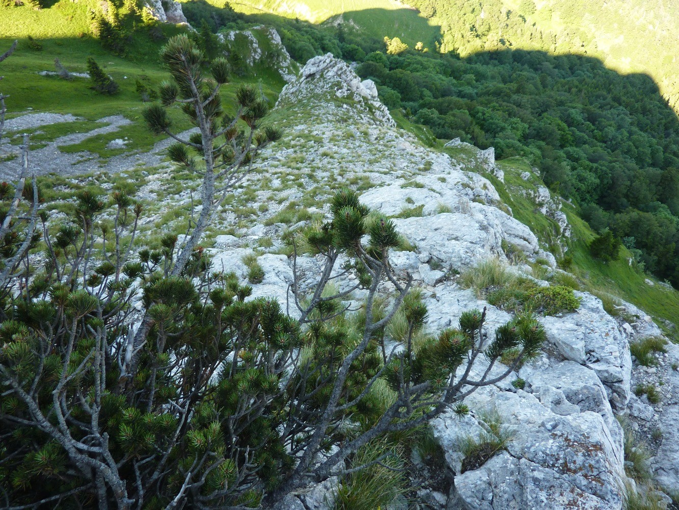 Depuis le petit sapin, Ã  cÃ´tÃ© du gros surplomb