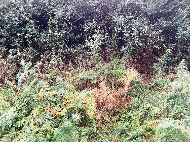 Dernier coup d&apos;oeil au passage vers la sortie du maquis !