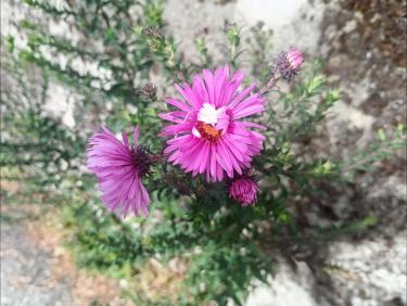 Dernières fleurs