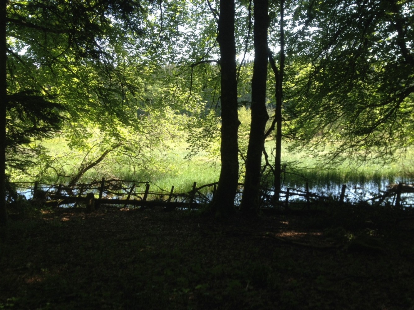 derriÃ¨re le rideau d arbres