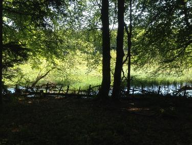 derriÃ¨re le rideau d arbres